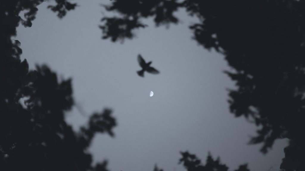 13 Moons – The Ancient Celtic- Iberian Moon Calendar